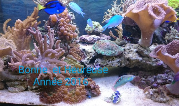 bonne année 2016